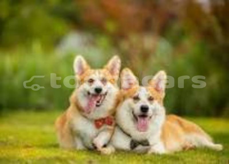 Big with watermark audi q2 eua import dubai 738