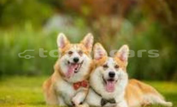 Buy Used Audi Q2 Black Car in Import - Dubai in Eua